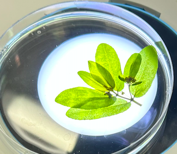 <p>Euphorbiaceae</p><p><em>Euphorbia</em></p>