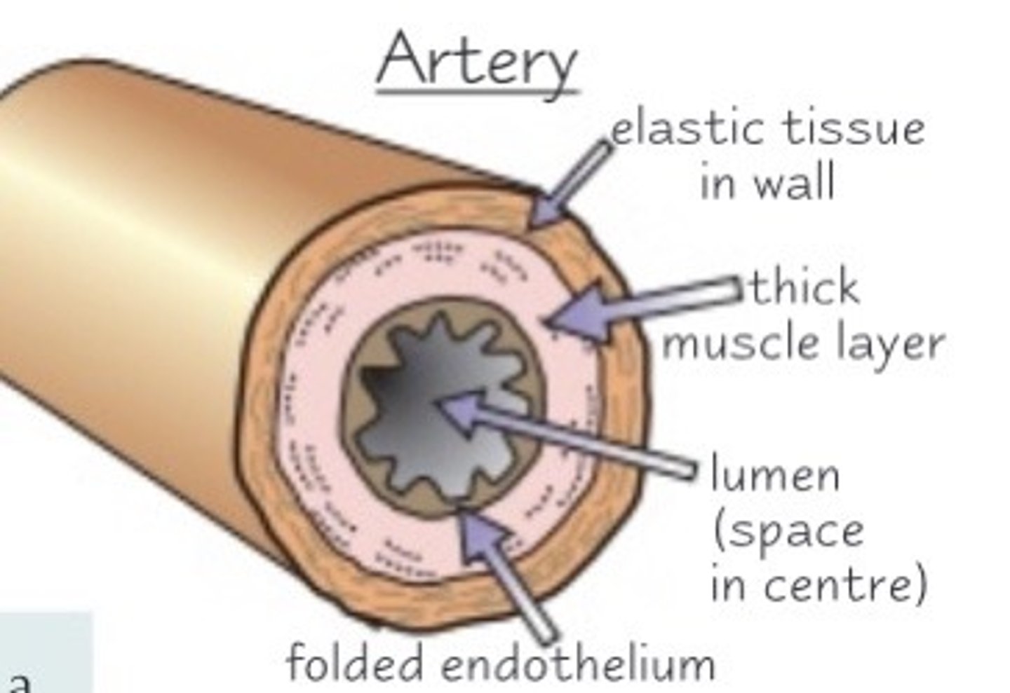 <p>Arteries have thick walls to handle high pressure without tearing, and are muscular and elastic to control blood flow.</p>