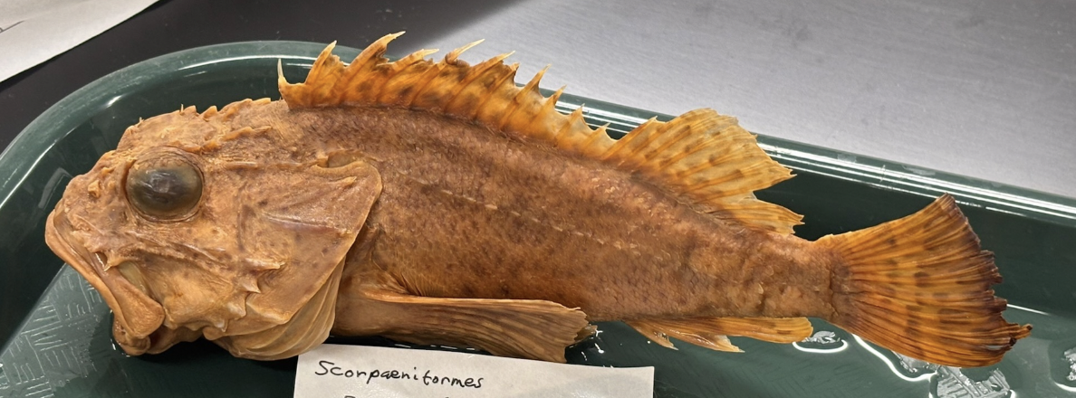 <p>California Scorpionfish <strong>Species</strong></p>