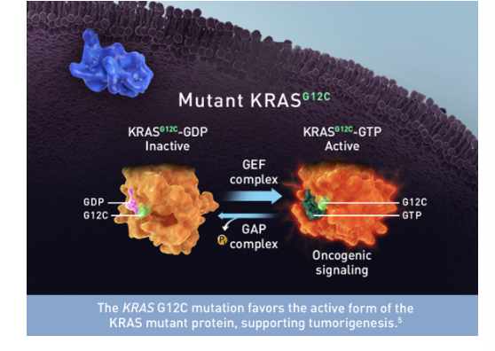 <ul><li><p>KRAS = gene that makes KRAS protein which plays a key role in cell signaling</p></li><li><p>KRAS mutation occurs in about 40% of CRC patients</p></li><li><p>single nucleotide point mutations mainly in <u>codons 12 and 13</u> of <u>exon 2</u></p></li><li><p>mutation maintained throughout CRC development, progression and metastasis</p></li><li><p>KRAS mutation tested by <u>direct sequencing</u> or <u>PCR</u></p></li></ul><p></p>