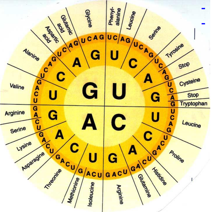 <p>Det er et sett med regler som oversetter sekvenser av nukleotider i DNA og RNA til aminosyrer, som danner proteiner. </p>