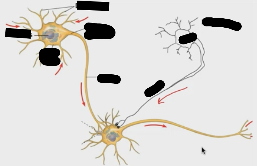 <p>What is the structure of a neuron?</p>