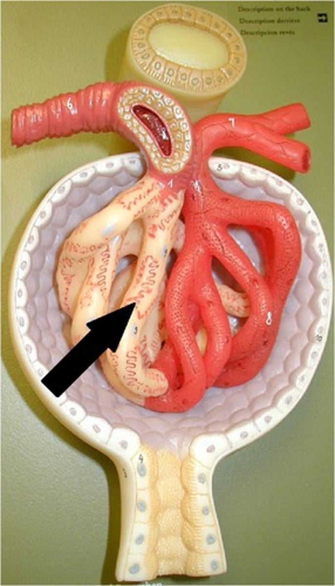 <p>cells in the kidneys that wrap around the capillaries of the glomerulus. They help filter the blood and stop large things like proteins from leaving the bloodstream.</p>