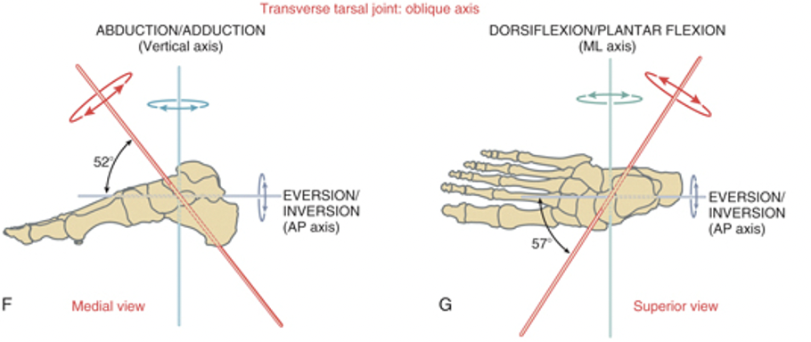 <p>-runs vertically and medially -facilitates motion of abduction in dorsiflexion and adduction in plantar flexion</p>