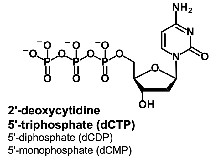 <p>2’-deoxycytidine 5’-mono/di/triphosphate (dCMP/dCDP/dCTP)</p>