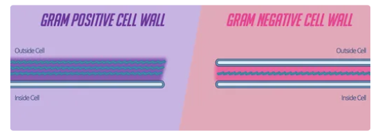 <p>gram pos lack an outer mem but thick layer of peptidoglycan, gram neg has 2 cell walls thinner peptidoglycan </p>