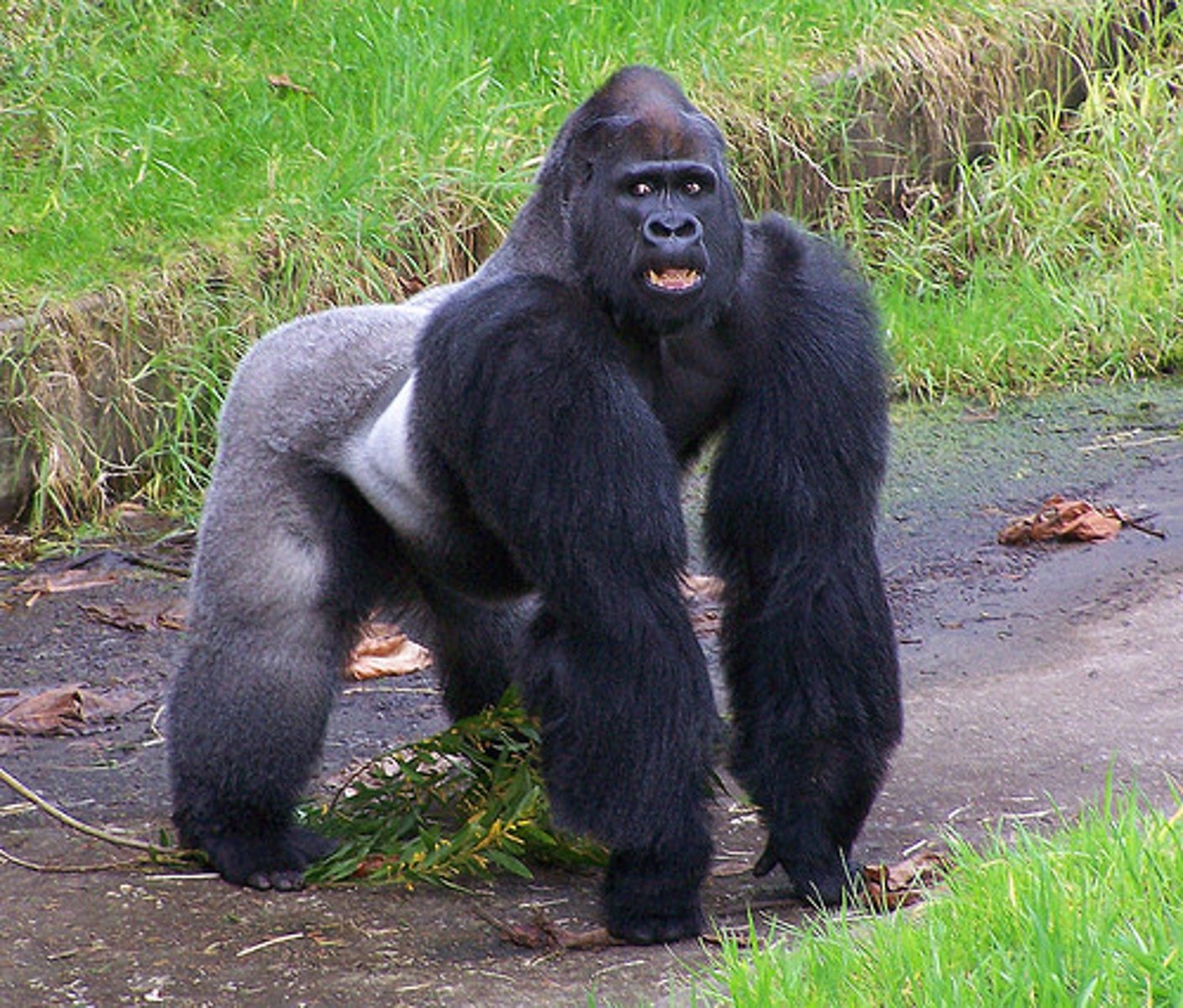 <p>gorilla</p>