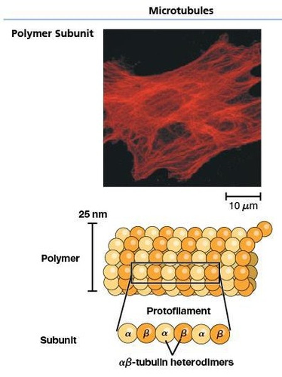 <p>Subunits that polymerize to form microtubules.</p>