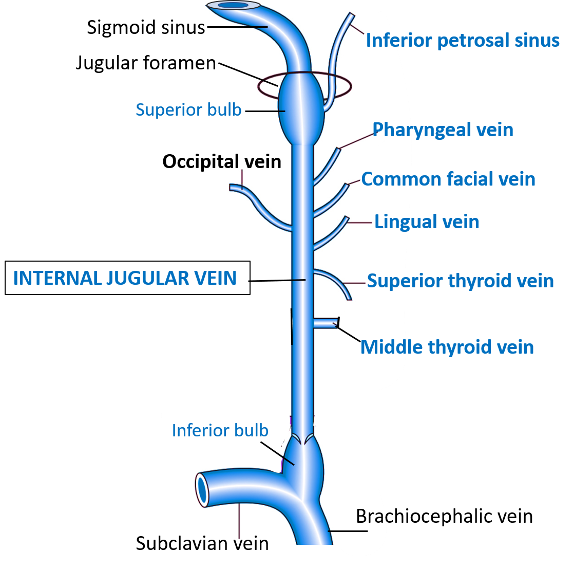 <p>internal jugular fossa</p><ul><li><p>superior bulb?</p></li></ul><p></p>