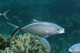 <p>silver w/ cool neon blue stripe</p>