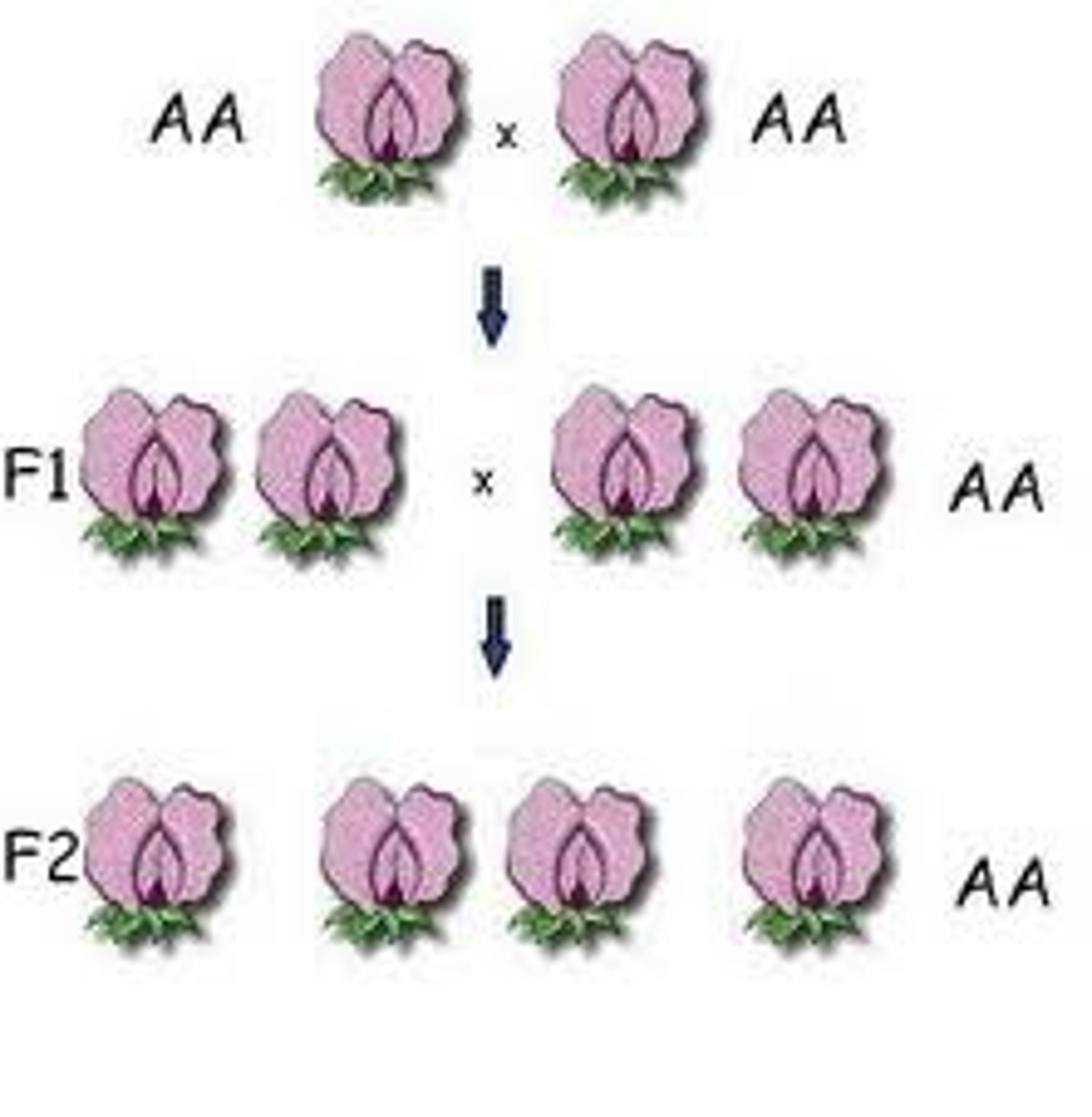 <p>Inherited two identical alleles for a trait; homozygous or purebred</p>