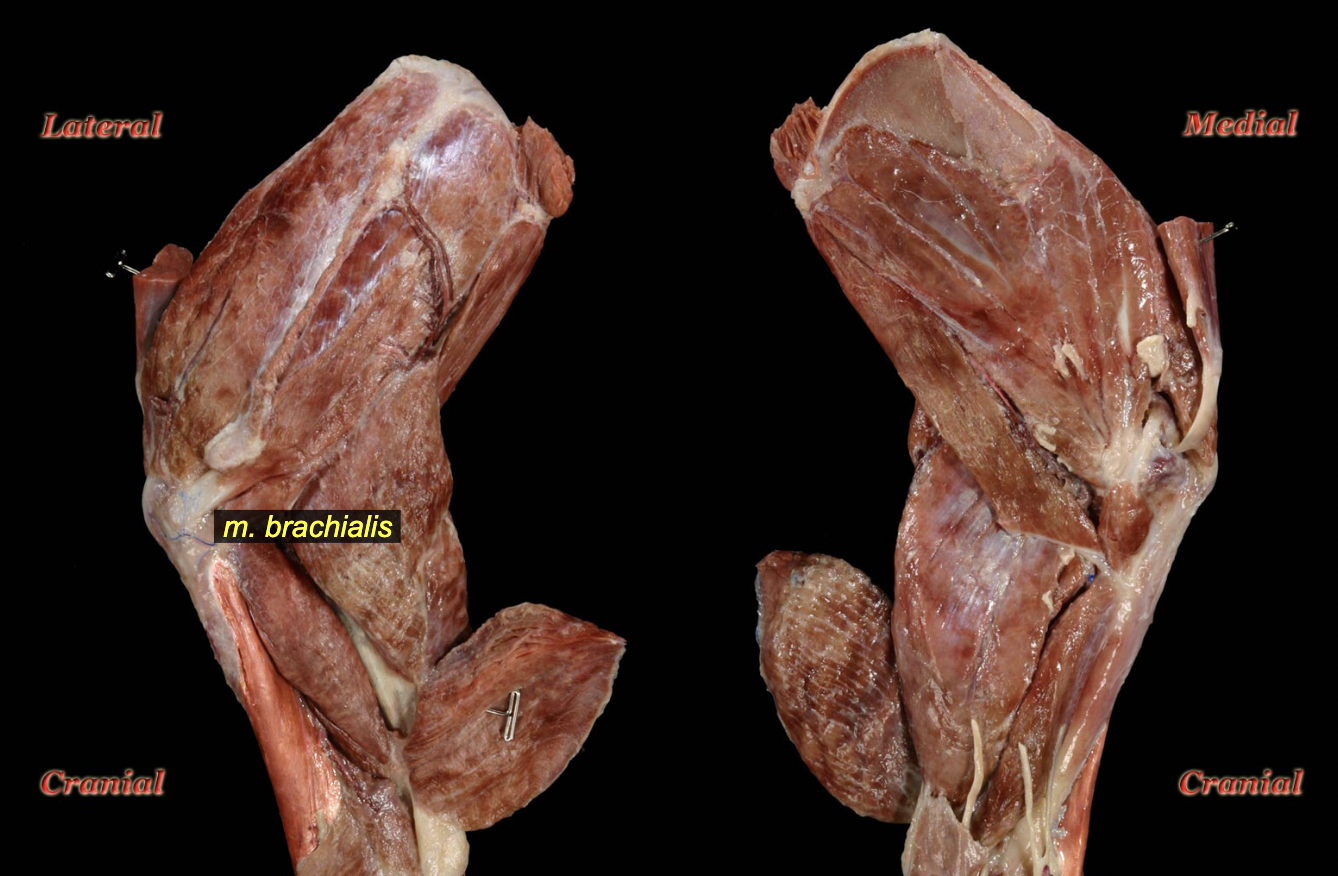 <p>Brachialis m. (cranial group)</p>