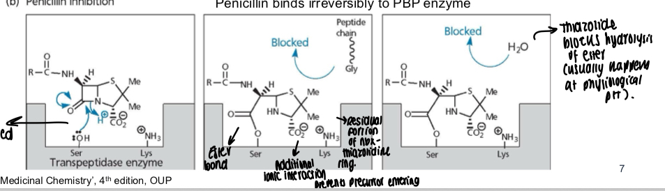 <p>Amide bond in penicillin is cleaved and OH and NH3 groups interact with serine and lysine in the transpeptidase enzyme, ester bond is then made and an additional ionic interaction is made, the residual portion left of the Abx is the thiazolidine ring, thiazolidine ring blocks hydrolysis of ester</p>