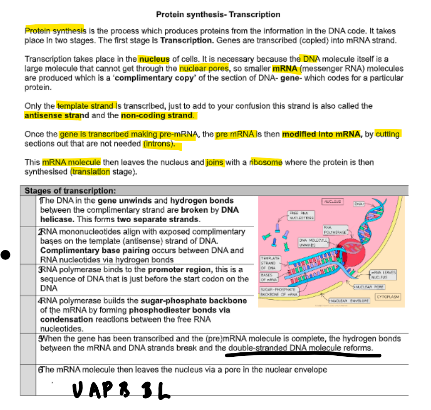 knowt flashcard image