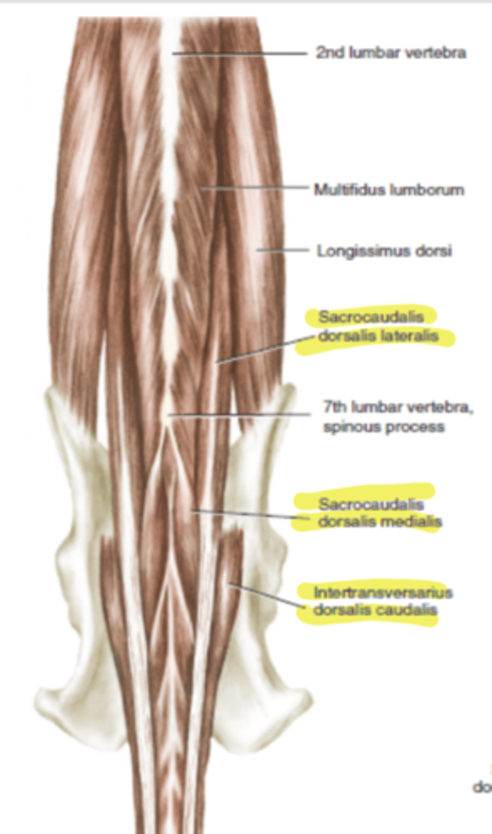 <p>joins transverse processes of caudal vertebrae</p>