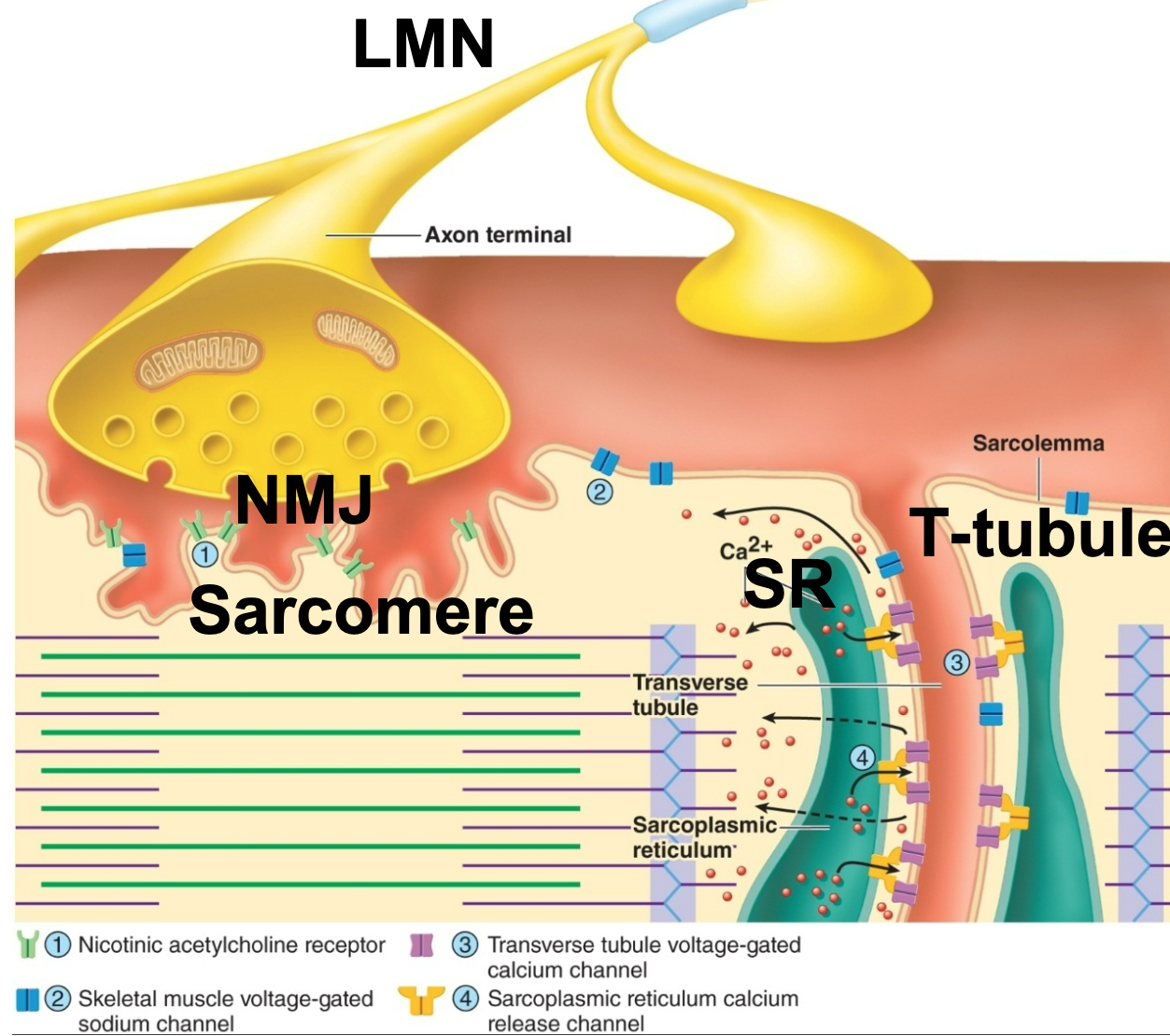 
1. Steps of connecting an action potential to muscle contraction
2. In the somatic motor neuron 

   
   1. ACh released 
3. In the sarcolemma 

   
   1. ACh binds to nicotinic ACh receptors 
   2. Opens ligand (chemically) gated channels 
   3. Na+ diffuses in producing depolarizing stimulus 
   4. Action potential produced 
4. In the transverse tubules 

   
   1. Action potentials conducted along transverse tubules 
   2. Action potentials open voltage-gated Ca2+ channels
5. In the sarcoplasmic reticulum 

   
   1. Ca2+ release channels in SR open 
   2. Ca2+ diffuses out into sarcoplasm 
6. In the myofibrils 

   
   1. Ca2+ binds to troponin 
   2. Stimulates contraction 