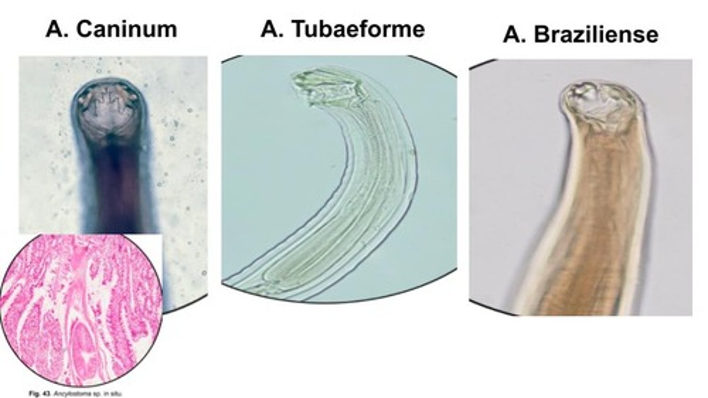 <p>What part of the DH do Anyclostomum spp. infect?</p><p>*Bloodfeeders that attach to the mucosa</p>