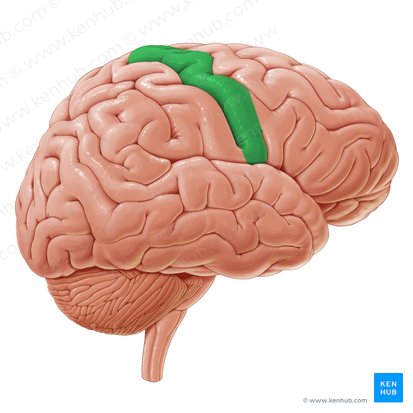 <p>contains primary motor cortex</p>