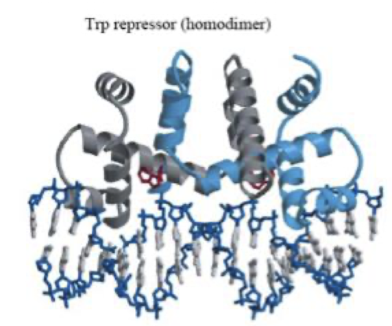 <ul><li><p>The Trp repressor <strong><u>cannot bind the trp operator DNA in its default state</u></strong><u>.</u></p></li><li><p>When <strong>Trp binds to a site on the repressor that is <em>not</em> the DNA-binding site</strong> (the allosteric site),<span style="color: green;"><span> it causes a </span><strong><span>conformational change</span></strong><span> in the protein.</span></span></p></li><li><p>This conformational change <strong>repositions the helix–turn–helix DNA-binding domains</strong>, <span style="color: red;"><strong><span>enabling the </span><u><span>repressor to bind the operator </span></u><span>and block transcription of the trp operon</span></strong></span></p></li></ul><p></p>