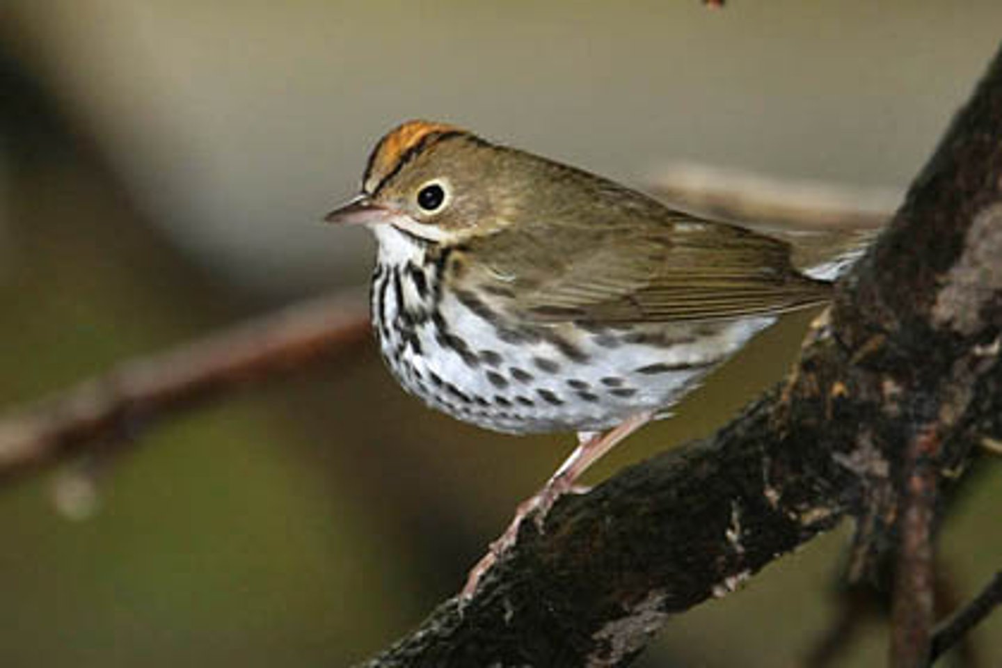 <p>Passeriformes</p><p>Orange-crown patch bordered by dark crown stripes</p>