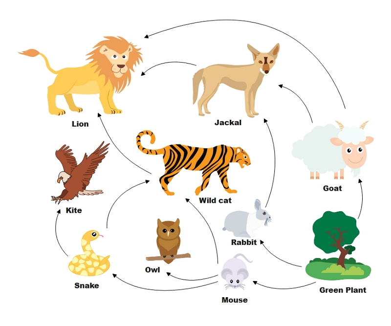 A complex arrangement of interrelated food chains illustrating the flow of energy between interdependent organisms