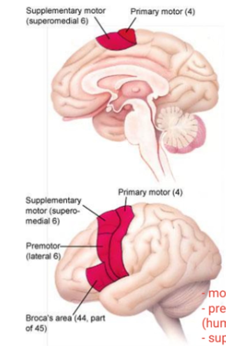 <p>organizes movements</p>