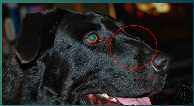 <p>Other clinical signs of nasal discharge </p>