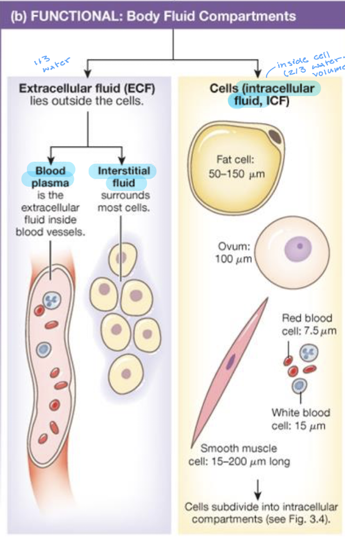 <ul><li><p>extracellular fluid (lives outside the cells)</p><ul><li><p>blood plasma (extracellular fluid inside blood vessels)</p></li><li><p>interstitial fluid (surrounds most cells)</p></li></ul></li><li><p>cells (intracellular fluid, ICF)</p></li></ul><p></p>
