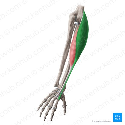 <p>extends and abducts the wrist</p>