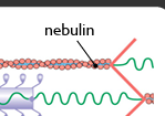 <p> underlies actin filament (scaffold around actin); mutation will shorten or lengthen actin filament; maintains spacing between actin and myosin </p>