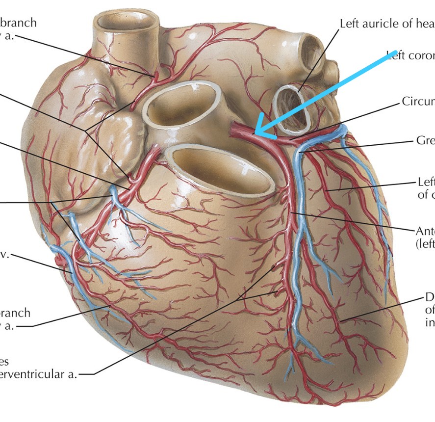 <p>Which heart circulation:</p><ul><li><p>Feeds off of the aorta</p></li><li><p>On left side of heart</p></li></ul><p></p>