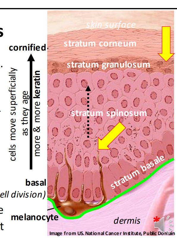 <p>Keratin </p>