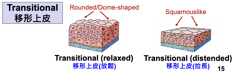 <ul><li><p><strong>Relaxed = dome-shaped surface cells, thick layers</strong> (empty bladder)</p></li><li><p><strong>Distended = flattened surface cells, thinner layers&nbsp;</strong>(full bladder)</p></li></ul><p></p>