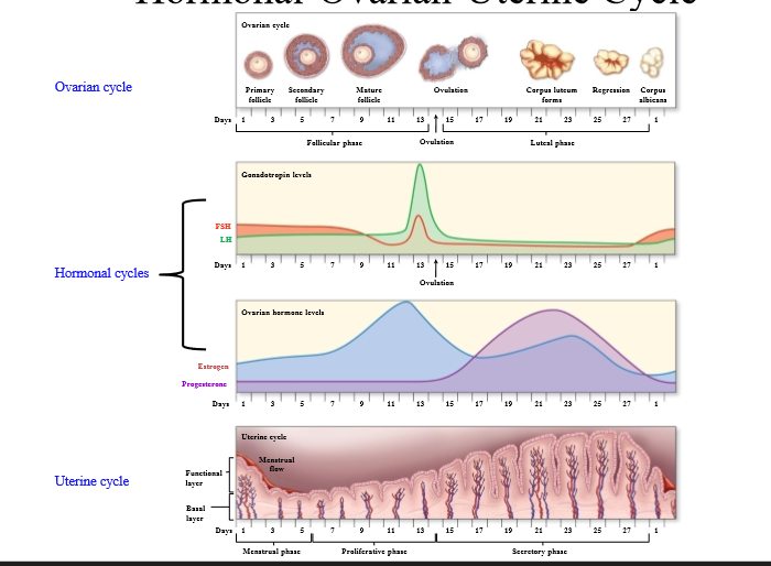 <p>Cycle that looks at the development of the follicle, discharge, and formation of the corpus luteum</p>