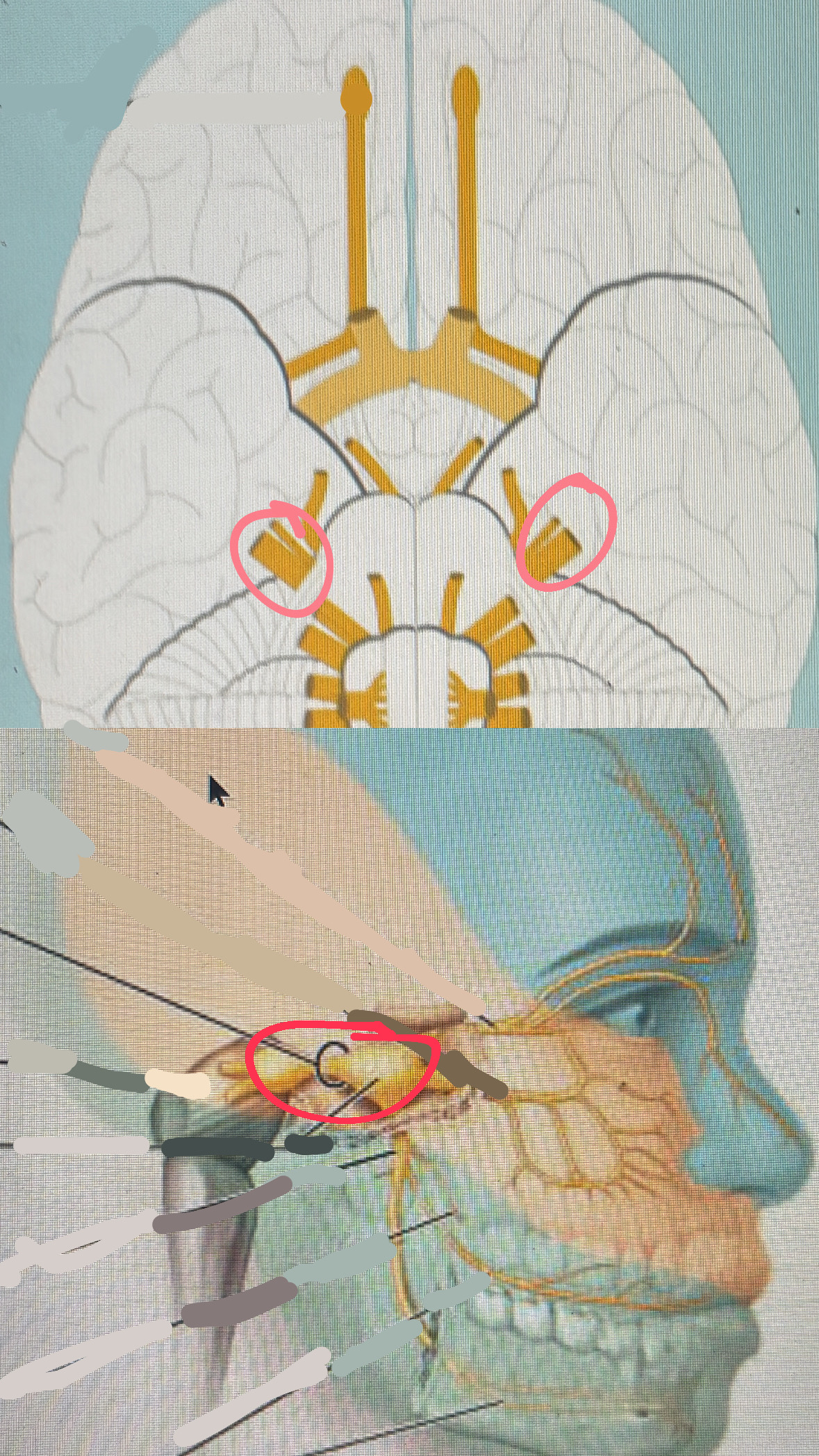 <p>V. facial sensation (touch and pain): mastication</p>