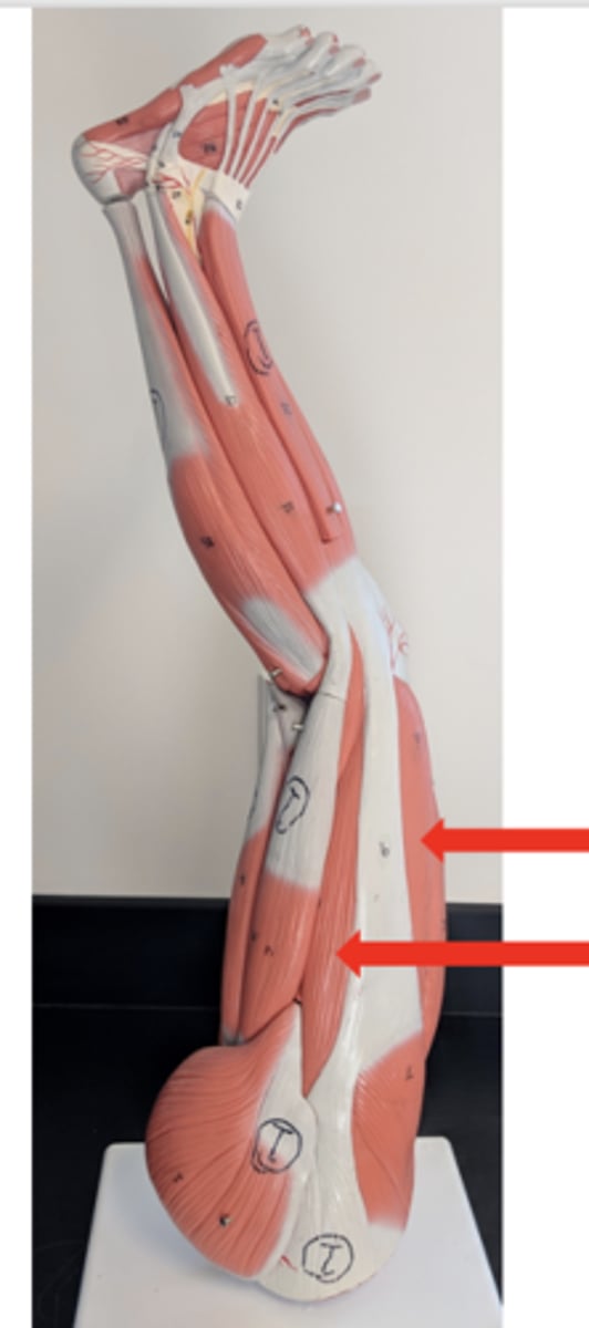 <p>what is this?</p>