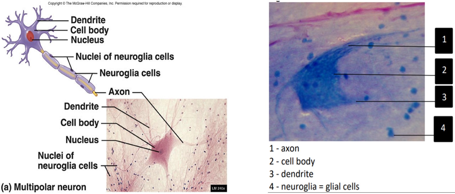 <p>1- Dendrite</p><p>2- Cell body</p><p>3- Nucleus&nbsp;</p><p>4- Nuclei of nueroglia cells&nbsp;</p><p>5- Axon</p>
