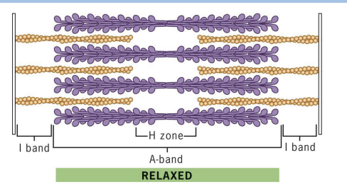 <p>sarcomere at maximum length, has wider I-bands and H-zone (no cross-bridges).</p>