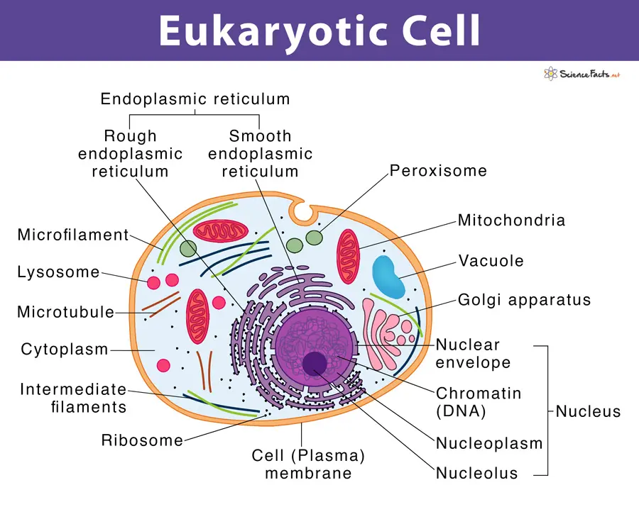 <ul><li><p>nucleus bound by membrane</p></li><li><p>include fungi, protists, plant and animal cells</p></li><li><p>possess many organelles</p></li></ul>