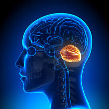 <p>the “little brain” at the rear of the brainstem; functions include processing sensory input, coordinating movement output and balance, and enabling nonverbal learning and memory.</p>
