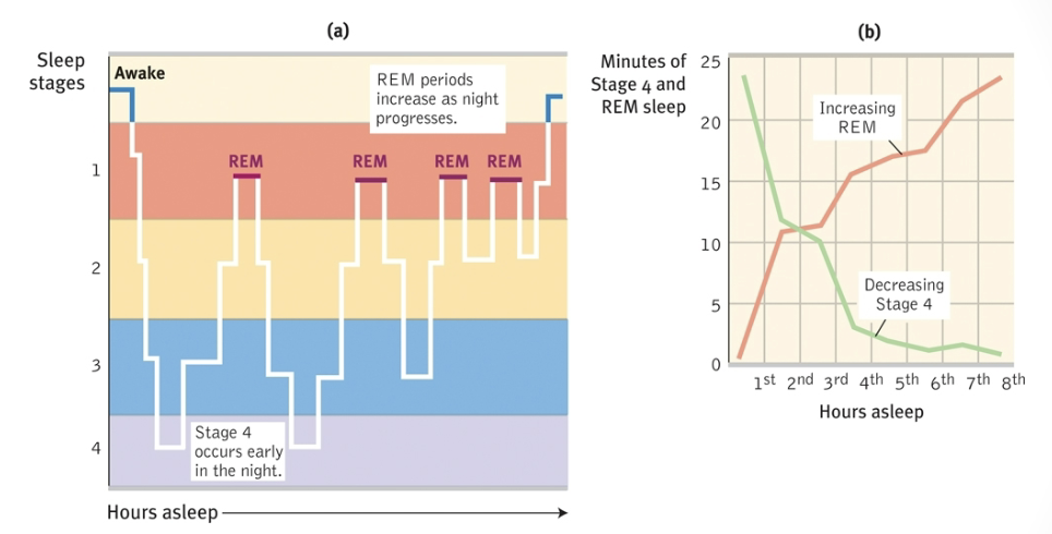 <ul><li><p><span style="color: red;"><span>REM Rebound: </span></span><span><span>the increase in REM sleep, both in length and frequency, that occurs after a period of REM sleep deprivation</span></span></p></li><li><p>Muscle Paralysis</p></li><li><p>Sleep-walking and talking (non-REM/”nREM”</p></li><li><p>REM decreases with age! (negative correlation)</p><ul><li><p>older people tend to wake up during REM, harder for them to go to sleep in REM</p></li></ul></li><li><p>Takes a long time to get to the first dream → if only 1 hour of sleep, might not even get to REM</p></li><li><p>spend less and less time in stage 3 and more and more time in REM</p></li><li><p>each REM stage is a dream</p></li></ul><p></p>