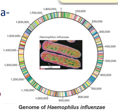 <ul><li><p>Microbial genomes reveal the <strong><u>functional capabilities of the microbe in terms of growth, interactions with other species, and relatedness to each other.</u></strong></p><p>&gt; Genomes can be <strong><u>sequenced relatively rapidly</u></strong></p><p>&gt; Prokaryote genomes average <strong><u>500 kb to 5 million bp in size</u></strong> (Ex: 2 million bp - 1700 genes)</p><p>&gt;<strong><u> Genome analysis: core genes</u></strong> shared by all organisms</p></li></ul><p></p>
