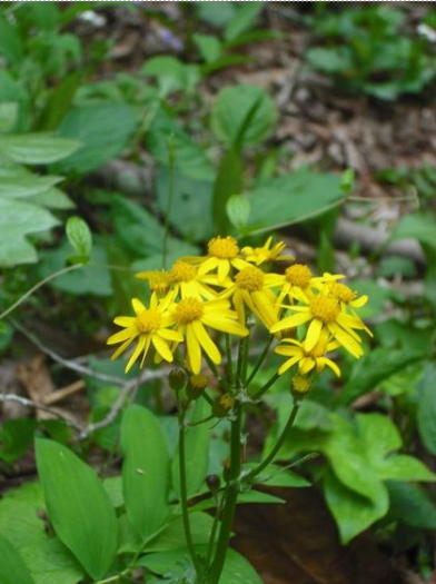 <p>A perennial herb with bright yellow flowers and jagged leaves, commonly found in wet meadows and along streambanks. </p>