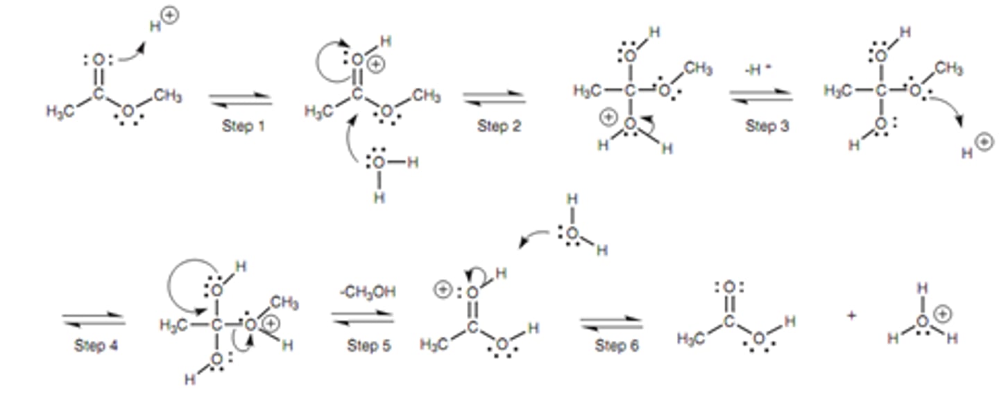 <p>(Same mechanism but with an amide bond rather than an ester bond)</p><p>Produces an amine and carboxylic acid</p>
