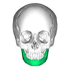 <p>Anatomy of the Human Skull</p>