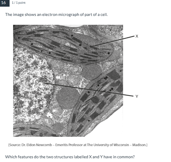 term image