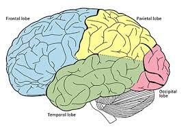 <ul><li><p>Frontal lobe</p></li><li><p>Broca’s area</p></li><li><p>Parietal lobe</p></li><li><p>Temporal lobe</p></li><li><p>Occipital lobe</p></li></ul><p></p>