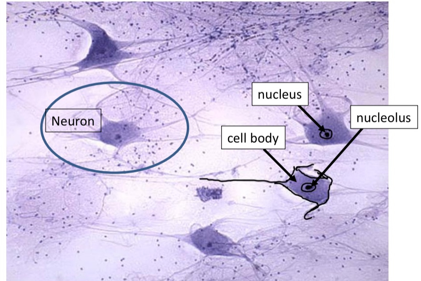 <ul><li><p>Nucleus</p></li><li><p>Cell body</p></li><li><p>Cell membrane</p></li><li><p>Process (dendrite, axon)</p></li></ul><p></p>