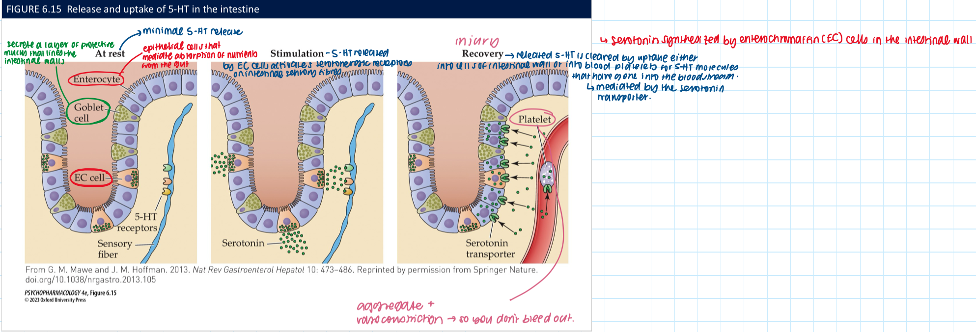 <ol><li><p>gut</p></li><li><p>enteric</p></li><li><p>enterochromaffin&nbsp;</p></li><li><p>food in the gut</p></li><li><p>metabolic hormones&nbsp;</p></li><li><p>peristaltic activity</p></li></ol><p></p>