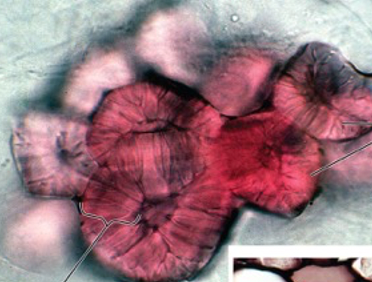 <ul><li><p>found in pear skins and gives them their gritty texture</p></li><li><p>can be in sclereid (what we saw in lab) and fiber forms</p></li><li><p>cells dead at maturity</p></li><li><p>very thick cell walls provide rigid support</p></li></ul>